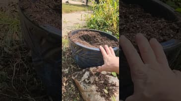 Heirloom Roses Update