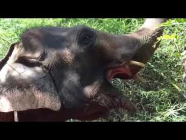 MICRO MOMENTS! Thailand Sanctuary Elephants Eating at Globe Aware Surin Program