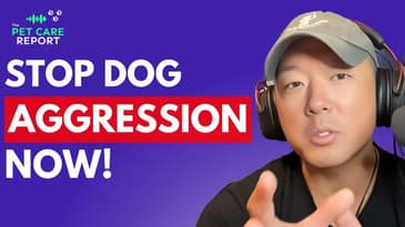 Proven Techniques to Stop Dog Aggression Towards People
