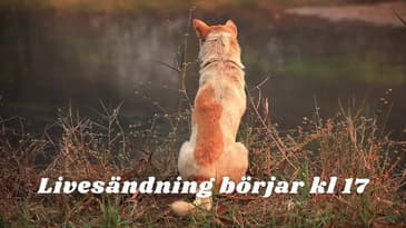 Livesändningen börjar klockan 17:00