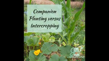 Ep. 130 - Companion Planting and Intercropping: Gaining space in the garden, repelling insects, a...
