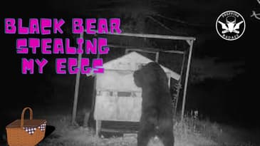 Black Bear Picking Through The Eggs In The Chicken Coupe.