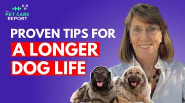 Extend Your Dog's Lifespan with Proven Care Techniques