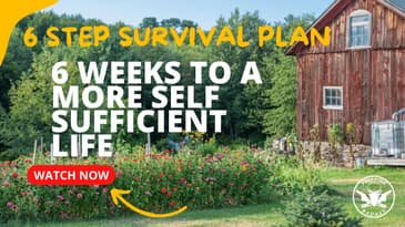 6 Step Survival Plan