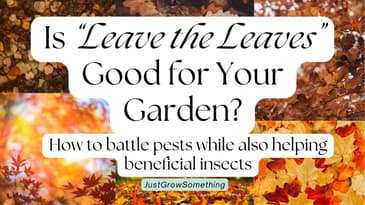 Can "Leave the Leaves" be BAD for the garden? - Ep. 271