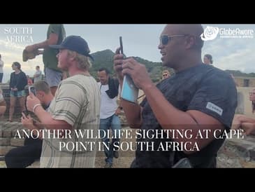Another Wildlife Sighting At Cape Point In South Africa!