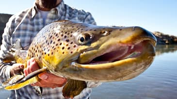 Ugly Bug Network's facebook live podcast. Come one come all, lets discuss some fly fishing.