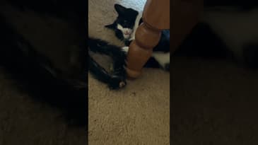 Leave Me Alone #Shorts #funnycats