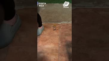 GASP! Is that a scorpion...!? Costa Rica with Globe Aware