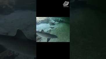 Are Those Friendly Sharks!? A Solo Spring Adventure in the Galápagos  with Globe Aware ( Clip 9)