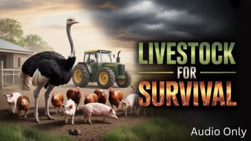 Best Livestock for Your Homestead (Raising Animals on Your Farm)