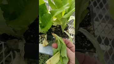 Don't overwater those seedlings!