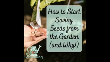 How to Start Saving Seeds From Your Garden (and Why) - Ep. 159
