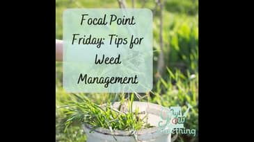 Focal Point Friday: Quick Tips for Weed Management
