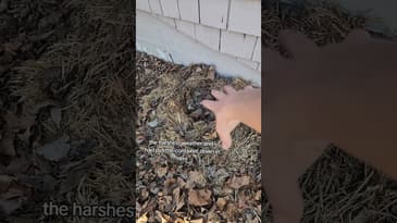 Rose update! #growyourown #gardening #roses