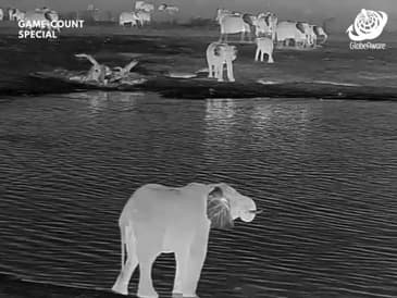 Night Vision - Hwange National Park - Game Count Zimbabwe with Globe Aware Oct 2025 Clip 4