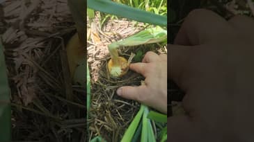 Are your onions ready to harvest? #gardening #onions #harvest #summergarden