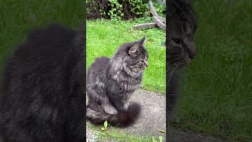 Rövarkatten och hans husse