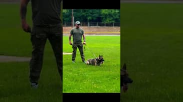 Training Day x Lew and K9 Odin.