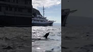 Catching Fish And A Sight of This! Galápagos Islands with Globe Aware