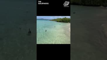 You Can See Them All So Close! A Solo Spring Adventure in the Galápagos with Globe Aware ( Clip 27 )