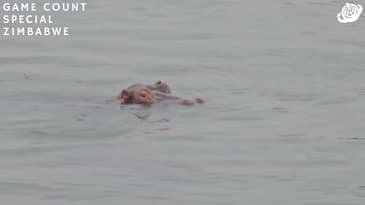 Hippos Spotted! Zimbabwe Game-Count Special with Globe Aware (2023)