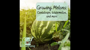Growing Melons: Watermelon, Cantaloupe and More - Ep. 155