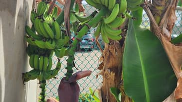 Trip to Puerto Rico: Backyard Bananas!