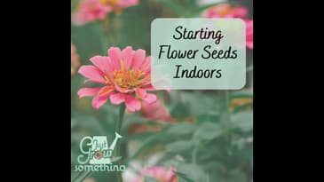 Starting Flower Seedlings Indoors - Ep. 183