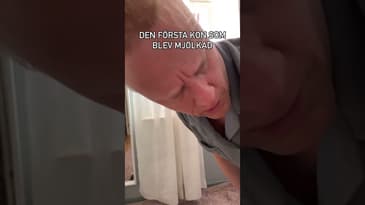 Den första kon som blev mjölkad