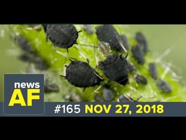 News AF 11/27/18 - Christmas Tree Bugs are News AF