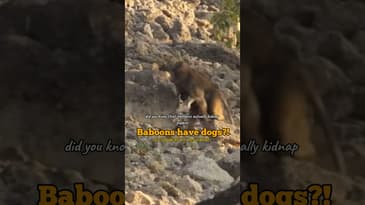 Baboons keep dogs?! 🤯