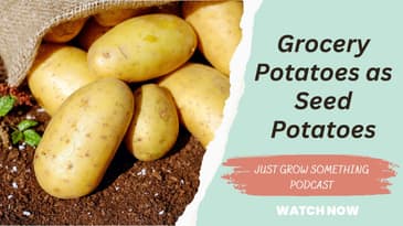 Using Sprouted Grocery Store Potatoes for Planting: Yay or Nay?