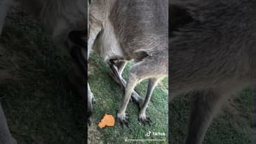 Kangaroo sanctuary