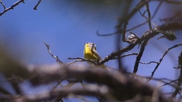 Songbirding: Nashville Warbler male singing