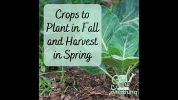 Crops to Plant in Fall and Harvest in Spring - Ep. 164