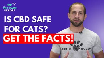 CBD for Cats- Is it Safe, and Should You Use It?