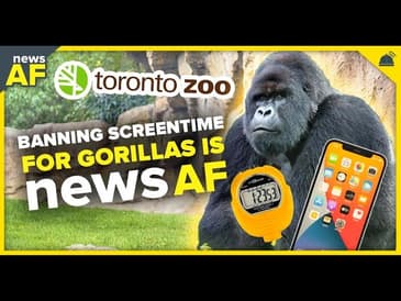 Banning Screentime for Gorillas is News AF - July 11, 2023