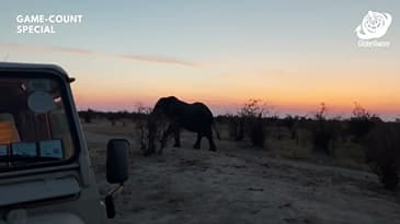 A Truly Spectacular Sunset Sight (Game-Count Zimbabwe Sept. 2026)