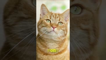 We All Say Cat Differently #rap