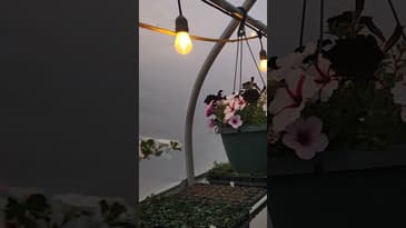 Greenhouse at dusk 😍 #growyourown