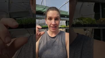 Give your onions a haircut #growyourown #growingonions