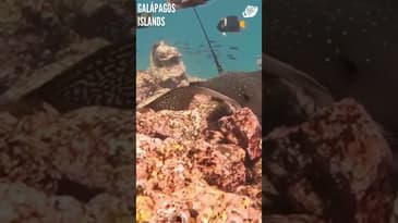 You're An Ocean Explorer (Part 10)! Galápagos Islands with Globe Aware