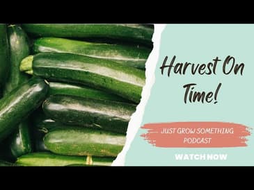 Harvest your summer veggies on time to keep the harvest going.