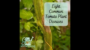 Eight Common Tomato Plant Diseases - Focal Point Friday