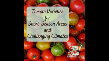 Tomato Varieties for Short-Season Areas and Challenging Climates - Ep. 148