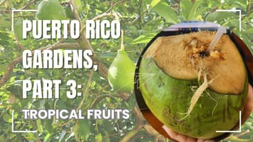 Puerto Rico Gardens, Part Three: Tropical Fruits