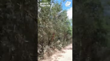 Riding the Camino del Mayab! Mexico with Globe Aware