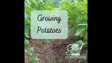 Ep. 135 - Growing Potatoes