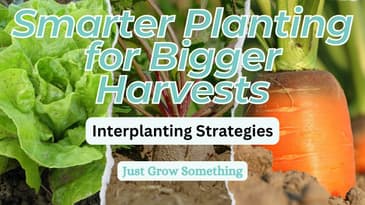 Interplanting Techniques to Maximize Yield + Minimize Pests - Ep. 247